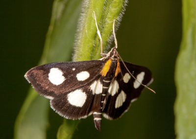 White-Spotted Sable Moth (Anania Funebris) 2
