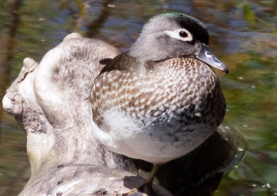Wood Duck Hen in Late April