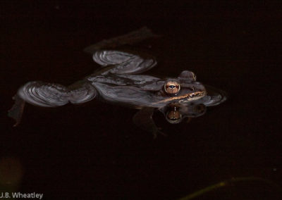 Wood Frog Swimming