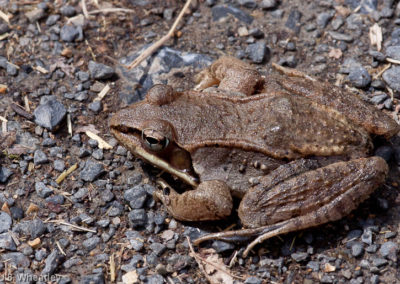 Wood Frog (Rana Sylvatica)