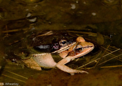 Mating Pair of Wood Frogs: Notice the Different Extremes of Coloring