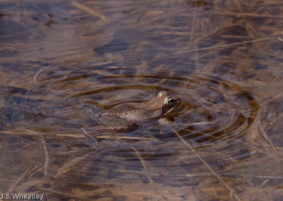 Wood Frog: Just Called (Notice the Rings in the Water)
