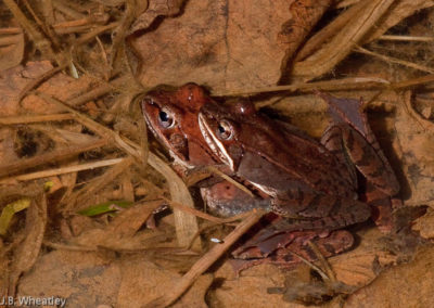 Mating Pair of Wood Frogs