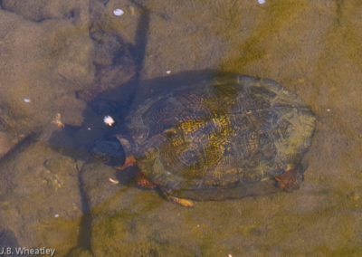 Wood Turtle Breeding Underwater