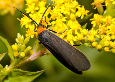 Yellow-Collared Scape Moth (Cisseps Fulvicollis)
