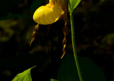 Yellow Lady Slipper (Cypripedium Parviflorum) 2
