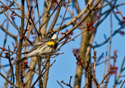 Yellow-Rumped Warbler (Formerly Known as Myrtle Warblers)