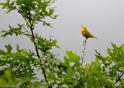Yellow Warbler Territorial Song