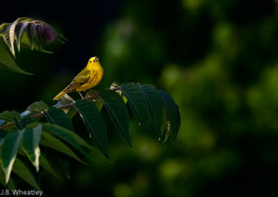 Yellow Warbler with Fine Red Streaking on Breast