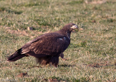 Young Bald Eagle Eating Afterbirth in Cow Pasture