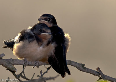 Young Barn Swallows: Looks Like Siblings