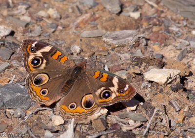 Common Buckeye: Cannot survive a freeze as larvae or pupae & migrate from south each year