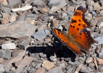 Eastern Comma: Winter form (notice large amount of orange on hind wing)