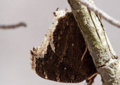 Mourning Cloak (Nymphalis Antiopa): Overwinters in PA, but sometimes comes out on warm winter days