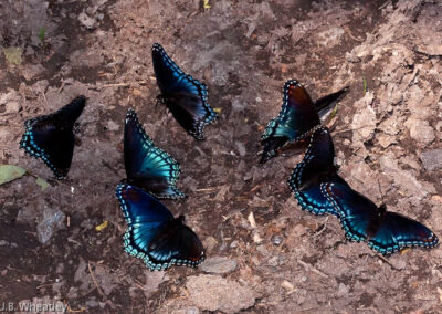 Red Spotted Purple: Puddling Behavior