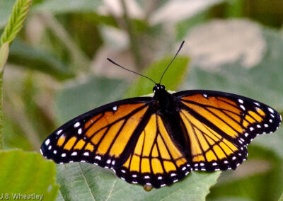 Viceroy: Black Across Hindwing Distinguishes From Monarch