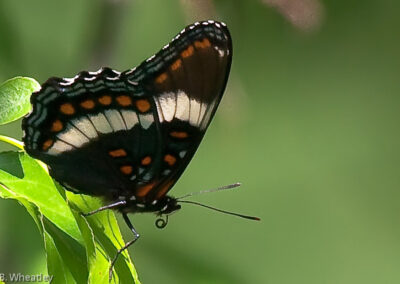 White Admiral (Limenitis Arthemis): Same Species as Red Spotted Purple, but Different Form