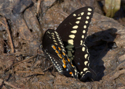 Black Swallowtail (Papilio Polyxenes)