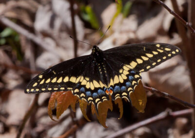 Black Swallowtail (Papilio Polyxenes): Spring Male