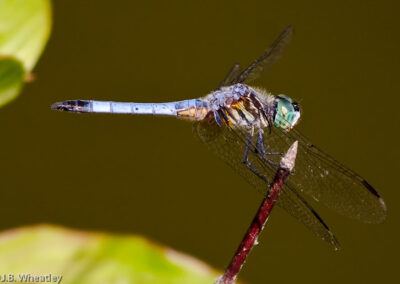 Blue Dashers: Often perch with forward positioned wings