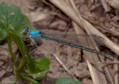 Blue Fronted Dancers: Typically hold wings above abdomen