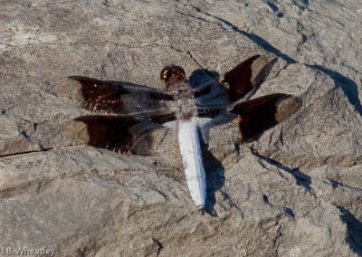 Common Whitetail (Libellula Lydia): Commonly found far from water