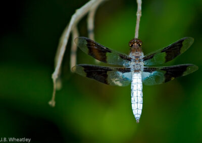 Common Whitetail (Libellula Lydia): Wings sometimes show more white