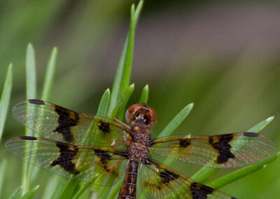 Eastern Amberwing (Perithemis Tenera) Female: Note clear area on wings