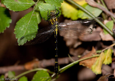 Eastern Least Clubtail (Stylogomphus Albistylus): Find them in clear, fast moving streams