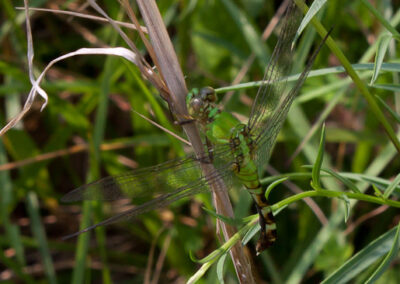 Eastern Pondhawk: Electric Green is an effective camoflauge in correct light