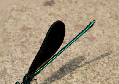 Ebony Jewelwing (Calopteryx Maculata)
