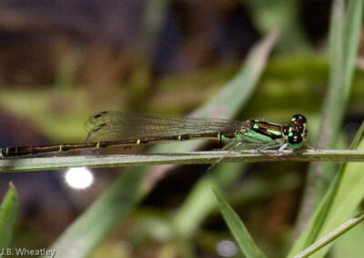 Fragile Forktail (Ischnura Posita): Note black tail, bronzy coloring, and green dot dash on thorax