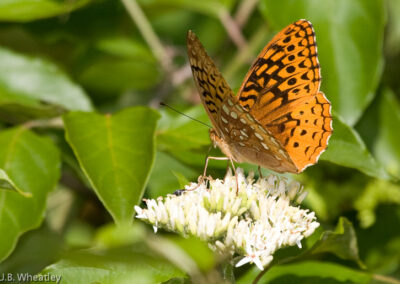 Great Spangled Fritillary (Speyeria Cybele) on Butterfly Weed 2