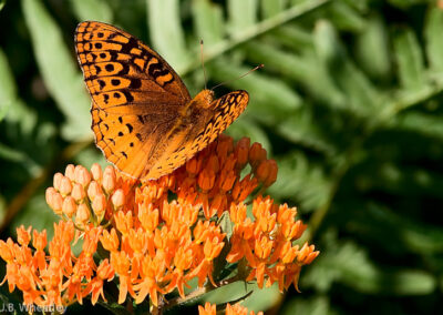 Great Spangled Fritillary (Speyeria Cybele) on Butterfly Weed