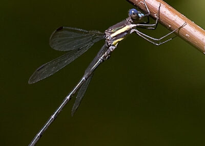 Great Spreadwing (Archilestes Grandis): Note fluttering flight, large as small dragonfly