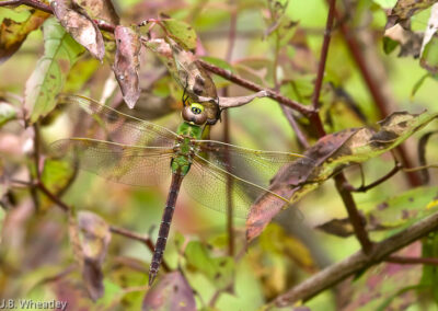 Green Darner: Day after hurricane from the south brings darners to backyard