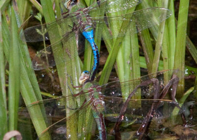 Green Darner: Male & female remain in tandem during egg laying