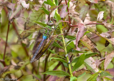 Green Darner: Note purplish abdomen indicates cool day and turns blue as it warms up
