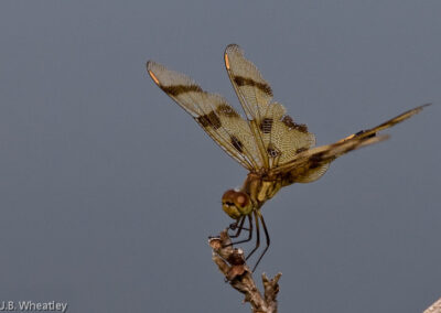 Halloween Pennant (Celithims Eponina) Tattered male: Known for perching on top of weeds and fluttering in the breeze