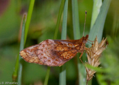 Meadow Fritillary (Boloria Bellona): Underwing is an effective dead leaf mimic