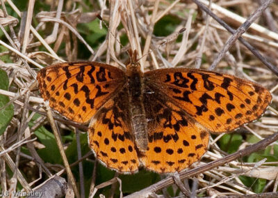 Meadow Fritillary: Some are more orange than others