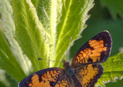 Norther Crescent (Phyciodes Selenis)