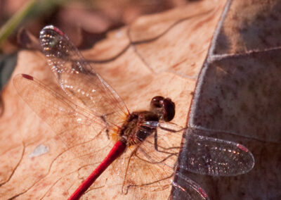 Ruby Meadowhawk: Common late in the year