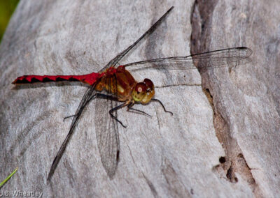 Ruby Meadowhawk (Sympetrum Rubicundulum): Male – Note prominent black marks on abdomen