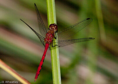 Ruby Meadowhawk (Sympetrum Rubicundulum): They rest with wings forward