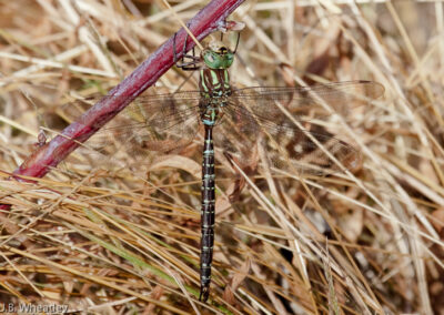 Shadow Darner (Aeshna Umbrosa): Look along powerlines and openings late into fall