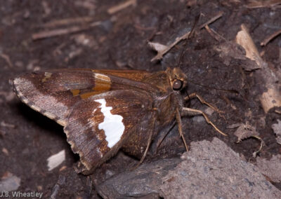 Silver Spotted Skipper Laying Eggs in the Mud