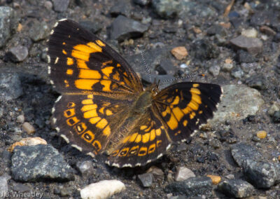 Silvery Checkerspot (Chlosyne Nycteis): Find on the banks of the Juniata River in mid-June