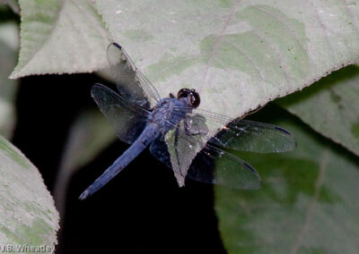 Slaty Skimmer (Libellula Incesta): Uncommon, found in small ponds