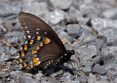 Spicebush Swallowtail (Papilio Troilus)